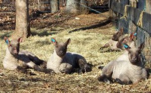 lambs