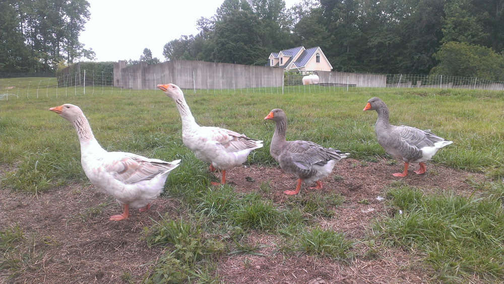geese on patrol