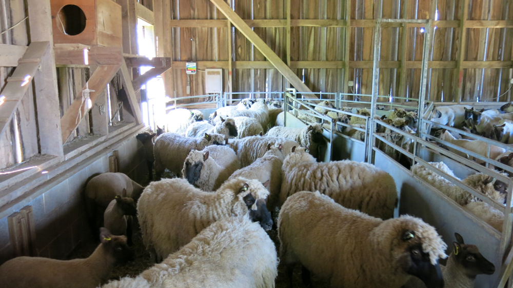 Ewes on deck
