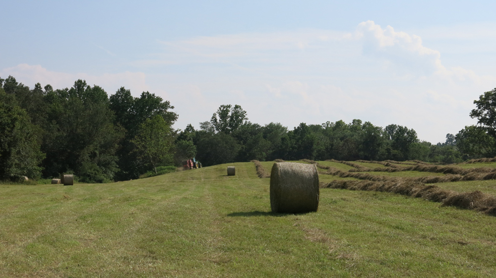 making hay