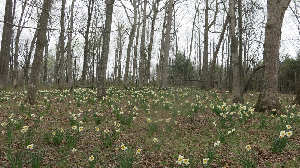 after 19 years Daffodil Hill is slowly filling in