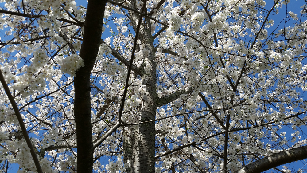 Cherry blossoms at my office in Little Washington