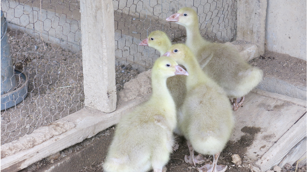 Amazing how much goslings grow in a month