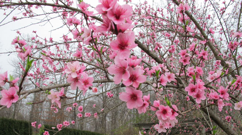 peach blossoms in orchard