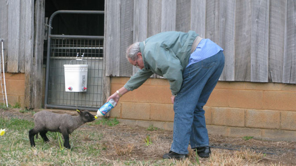 Christopher feeds a lamb