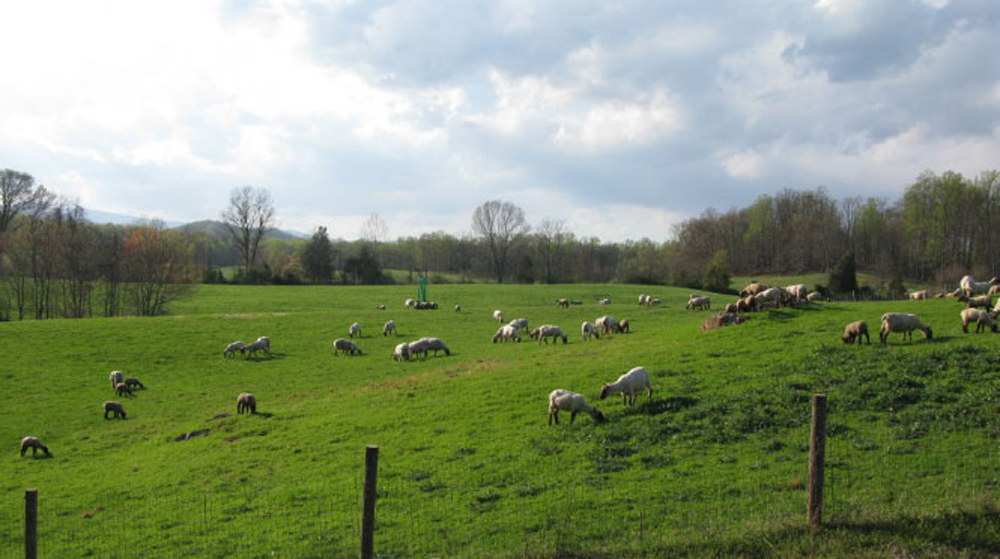 lush green April pastures
