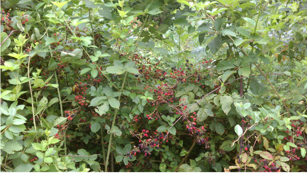 blackberry bumper crop