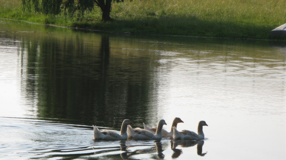 geese on pond
