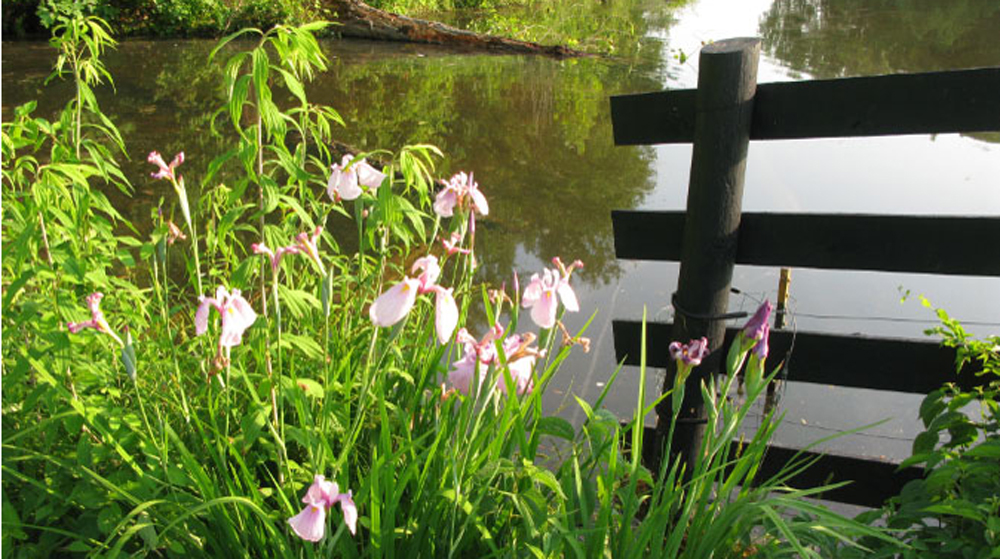 Siberian iris at pond edge
