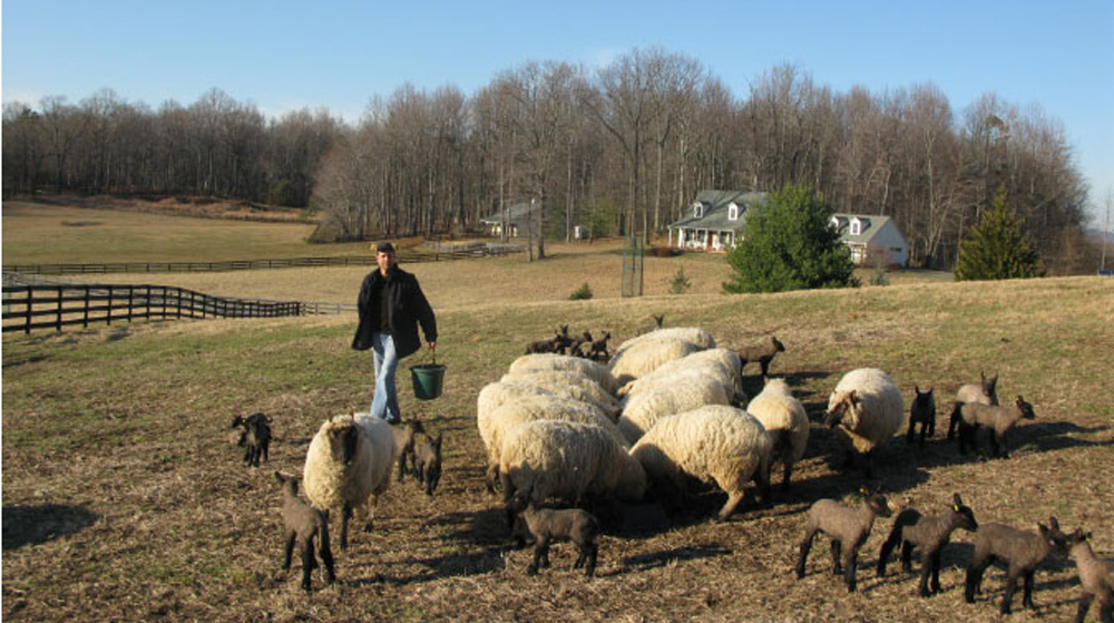 Keith feeding sheep