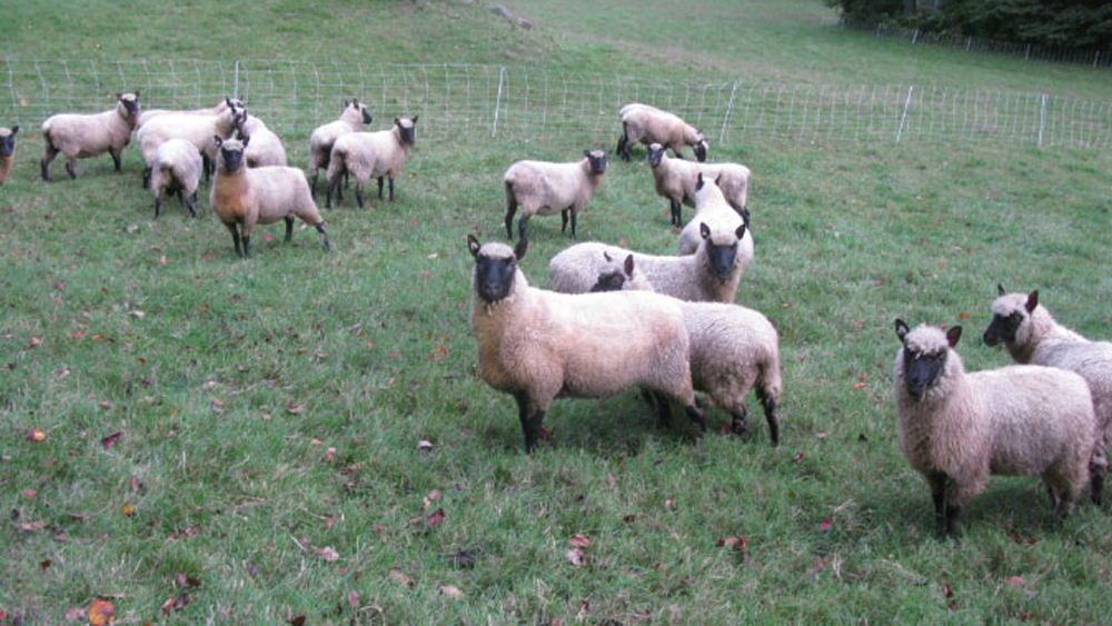 some of my ewes