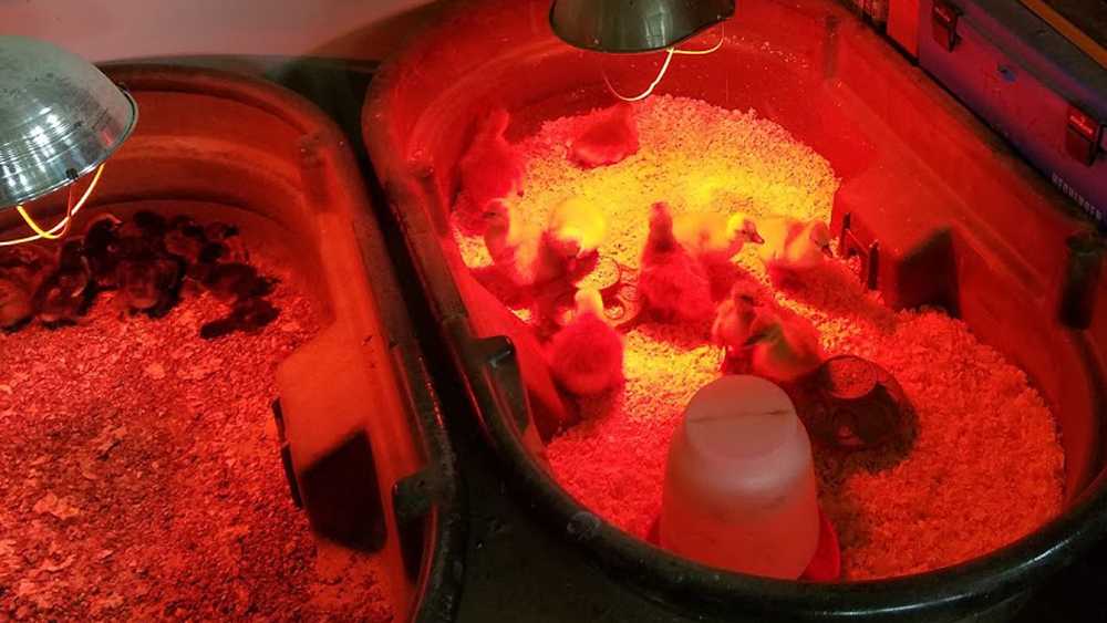 new chicks and goslings