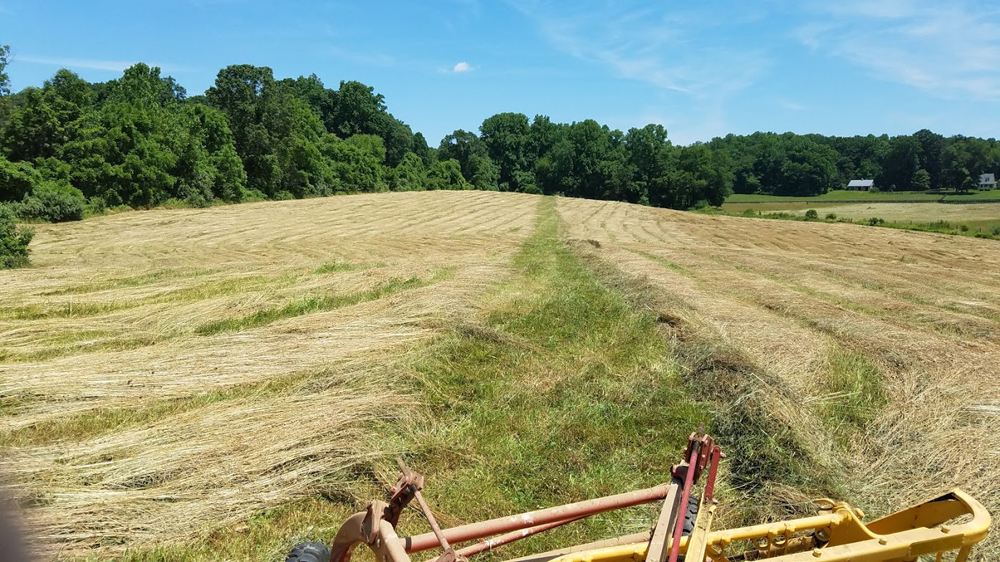 raking hay