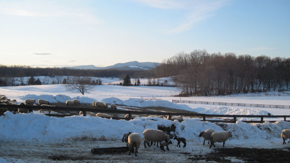 plowed area for sheep