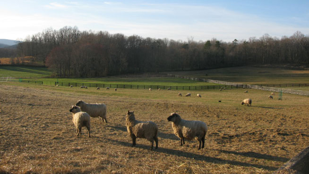 spring sheep