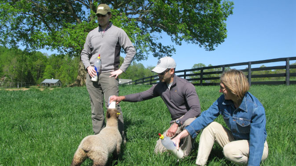 visitors feeding orphan lambs
