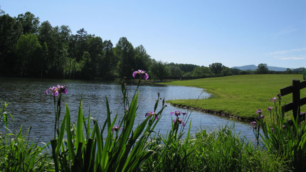 Siberian iris at the pond edge