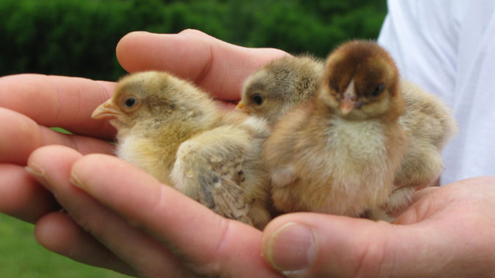 late hatch chicks
