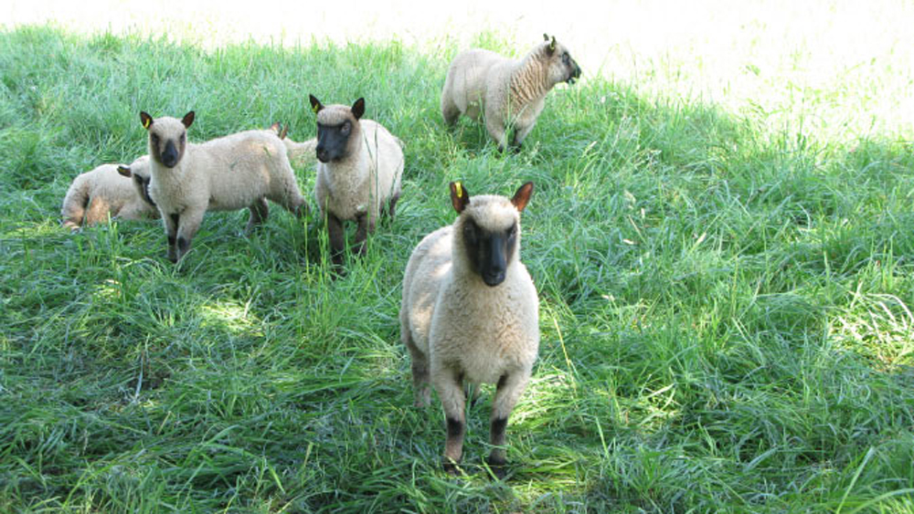 Bouncy little lambs