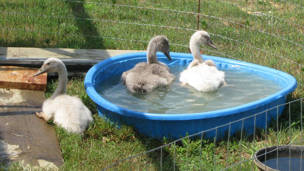Keith's babies enjoying their pond
