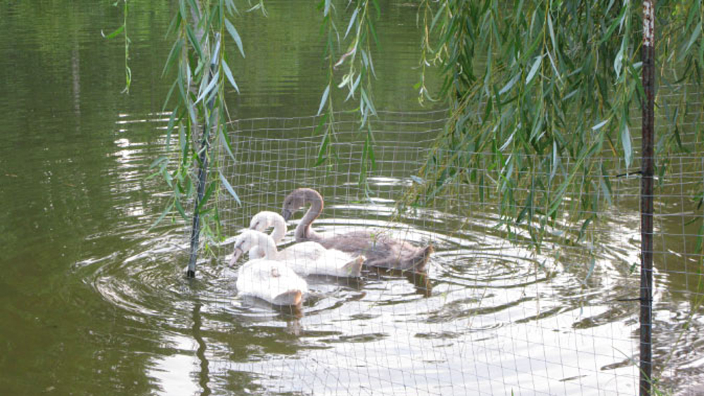 Keith's swans in their pen on the big pond