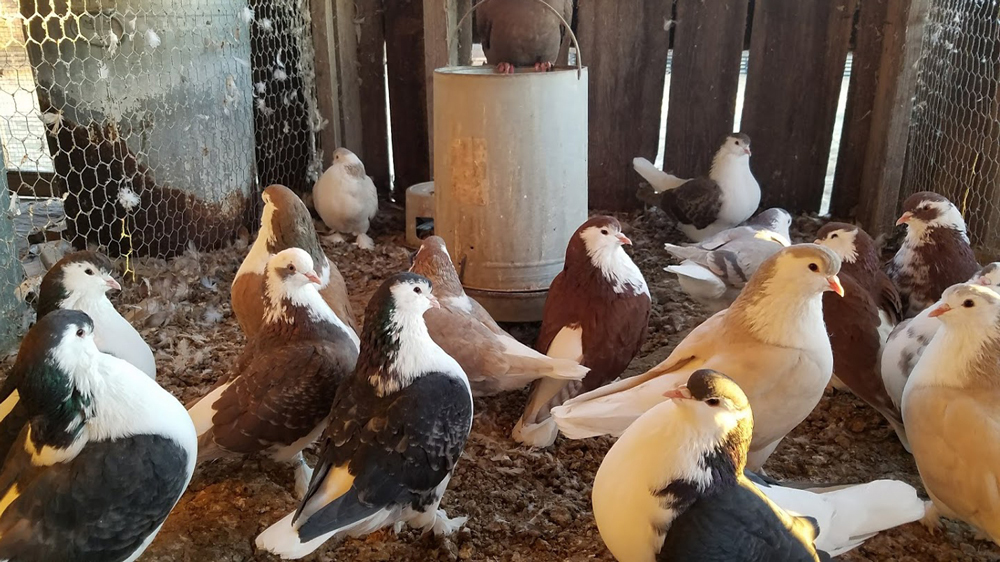Sorting pigeons for breeding season