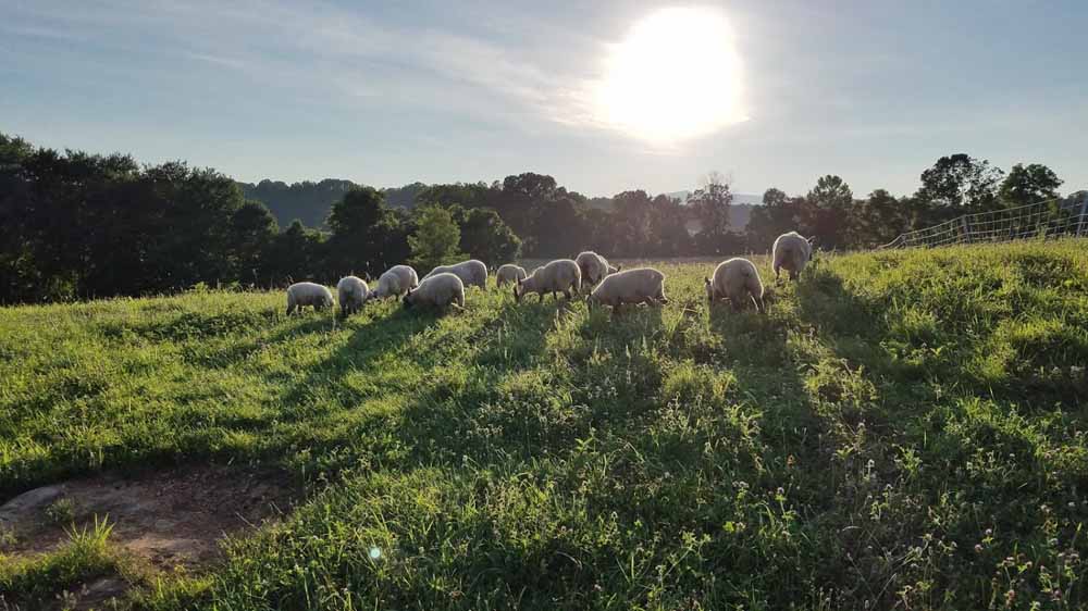 lambs gorging on long grass