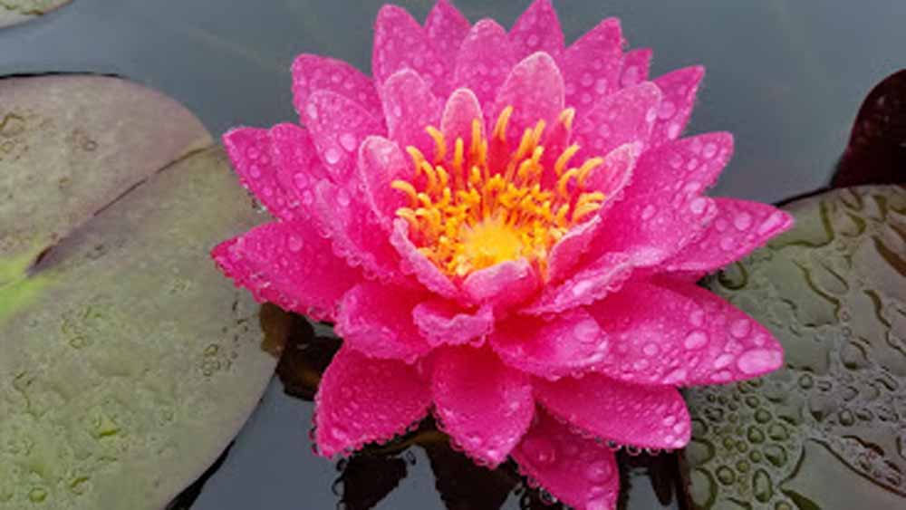 water lily in the rain