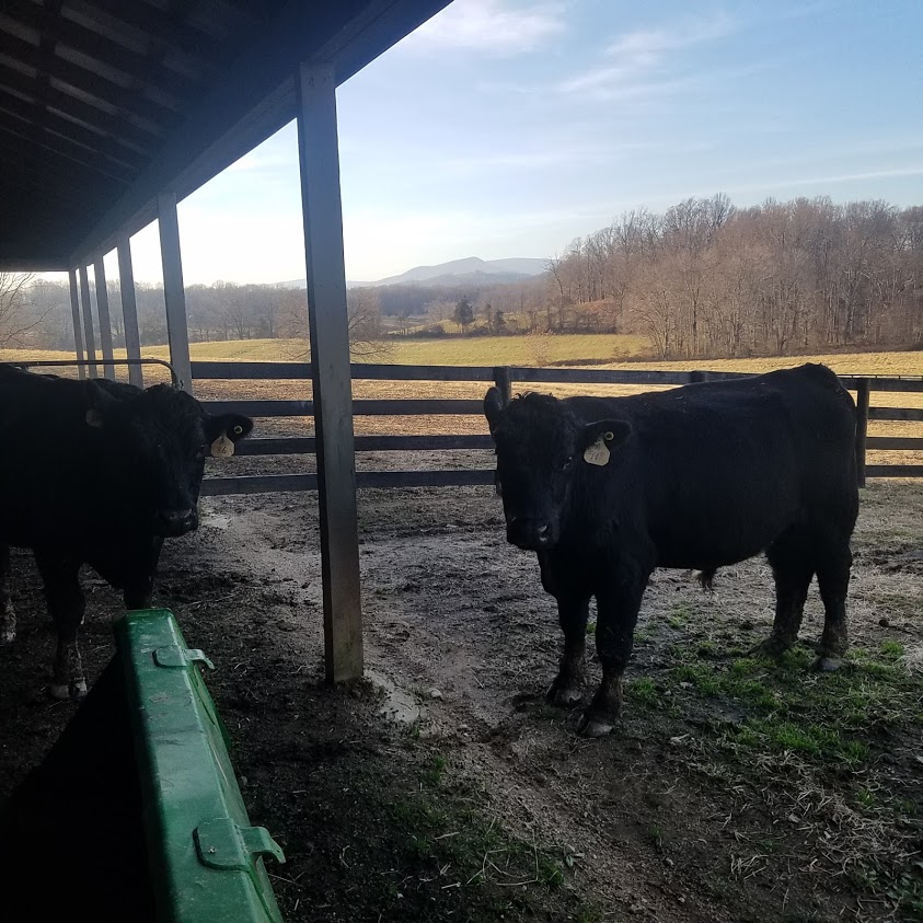 uh oh!  The first cattle arrive at the farm