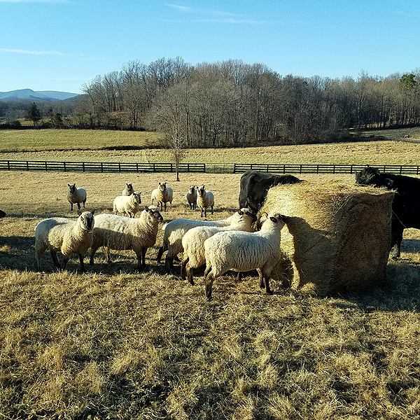peaceful kingdom - sheep and bulls eating together
