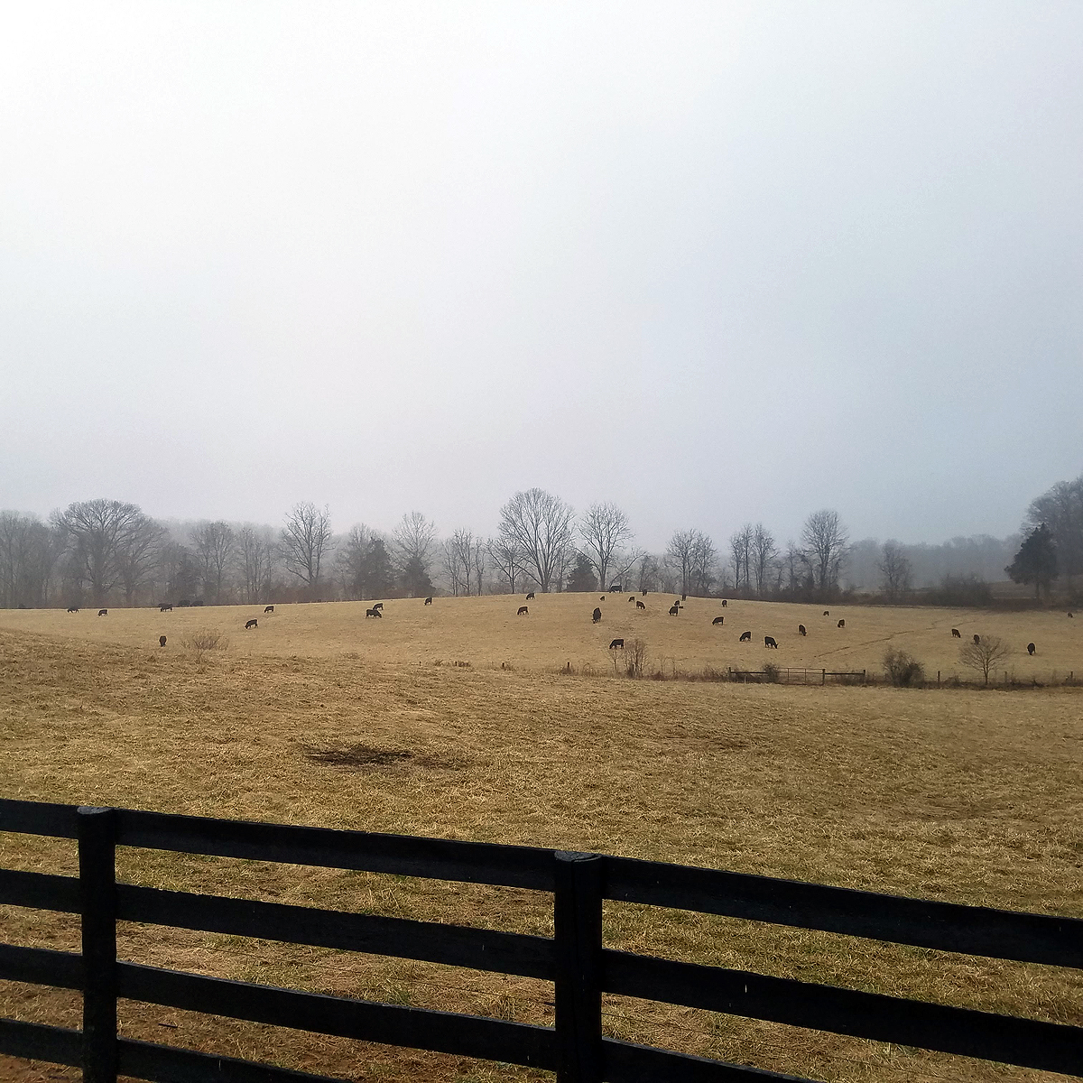cattle in the hayfield