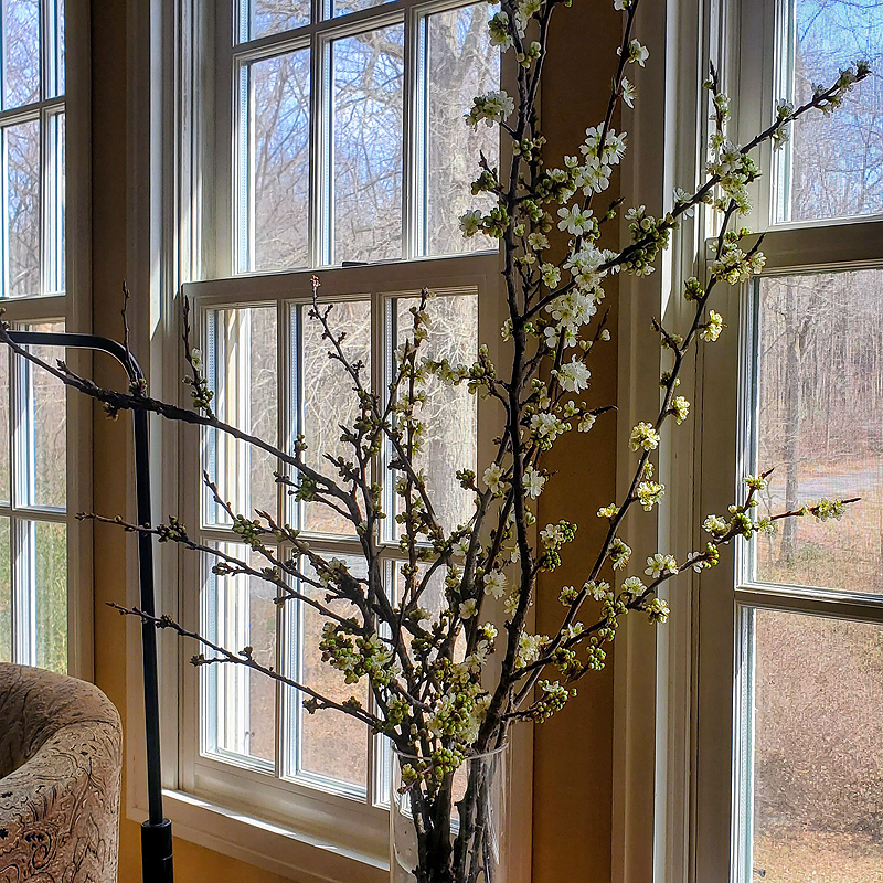 I saved some cherry branches to bloom indoors