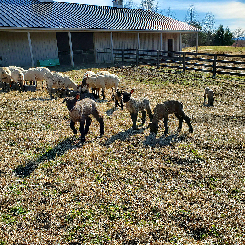 happy lambs