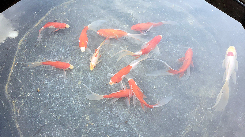 goldfish in a tub while I clean their pond