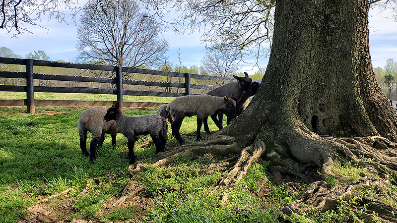 lambs exploring the old hackberry tree