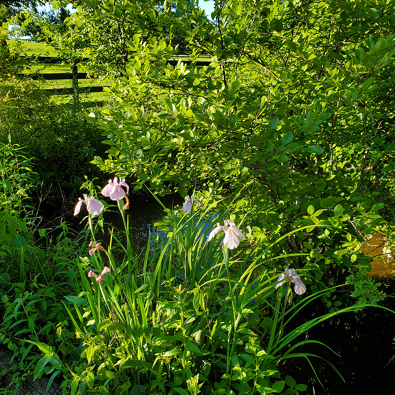 Flag iris at pond entrance