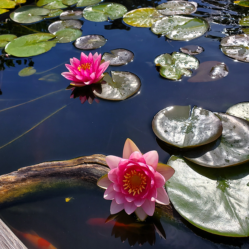 water lilies on the lower goldfish pond