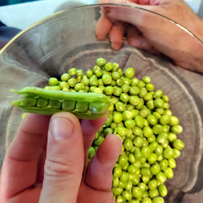 Keith shelling peas for his chilled pea soup