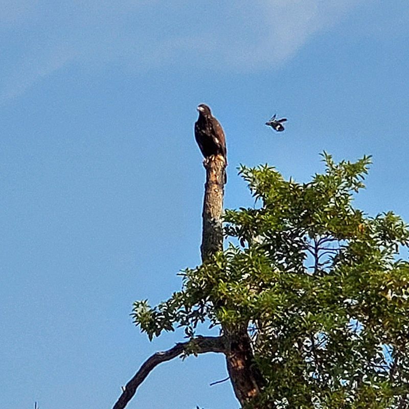 young eagle being harassed by mockingbird
