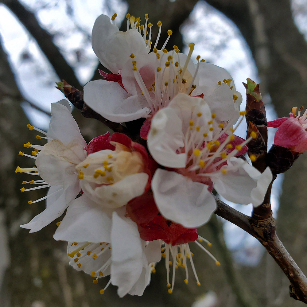 Close up of Apricot Blooms