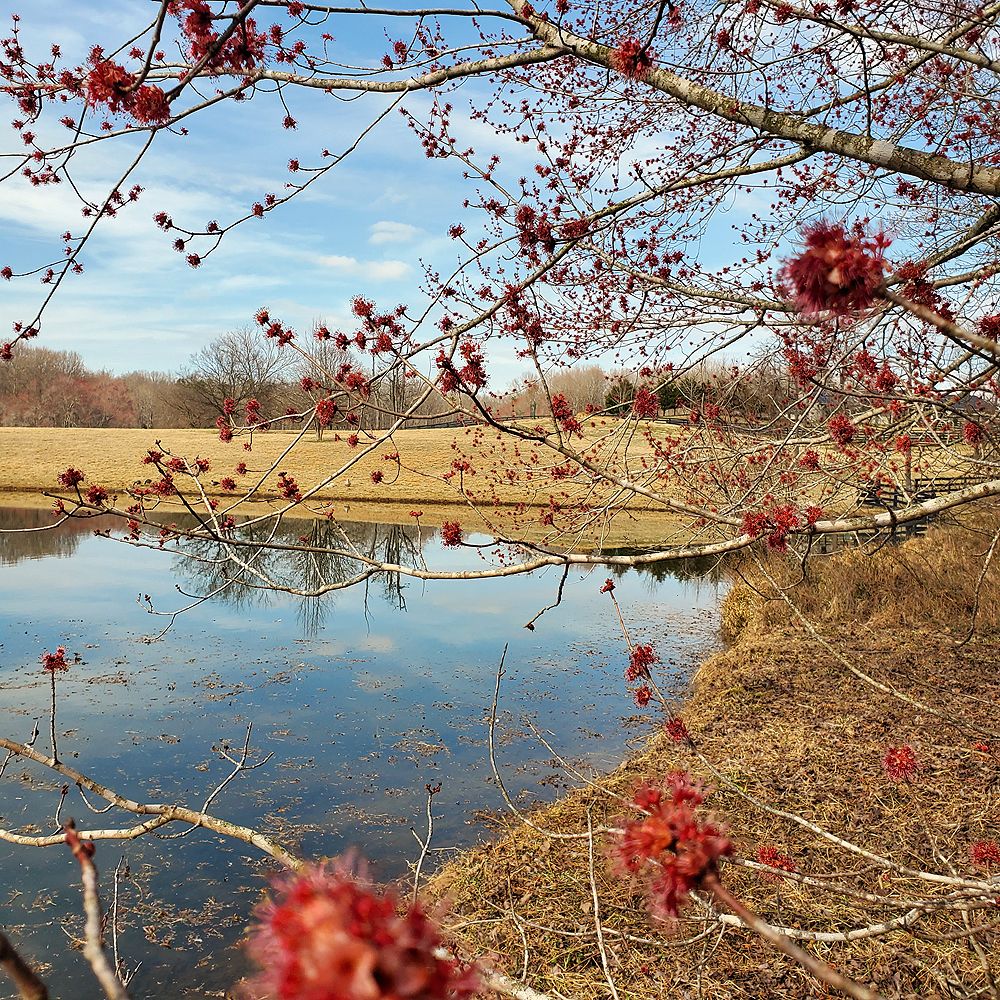Red maples at the pond