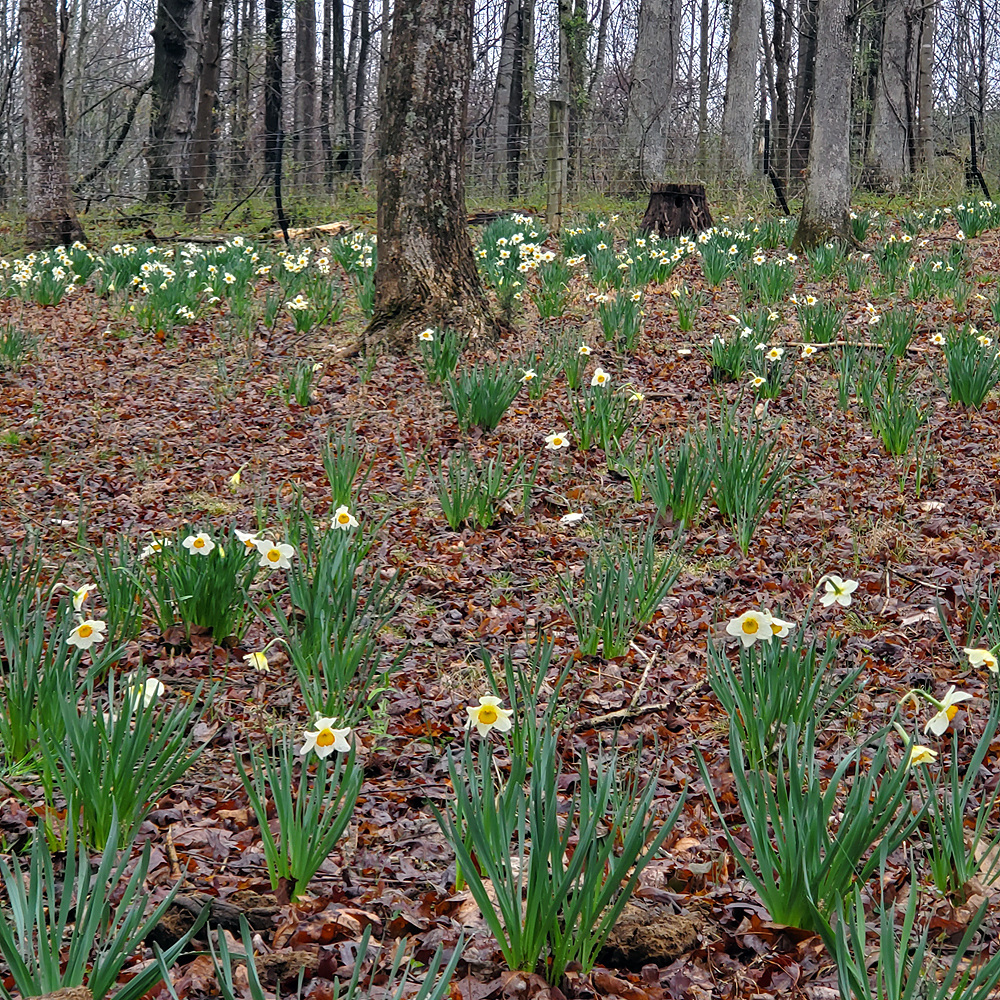 Daffodil Hill blooming early this year