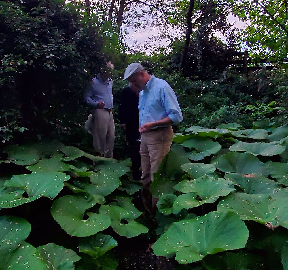 Dana and Keith getting lost in the gunnera