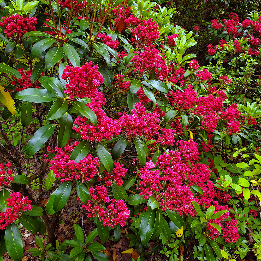 Mountain Laurel putting on its best display in years