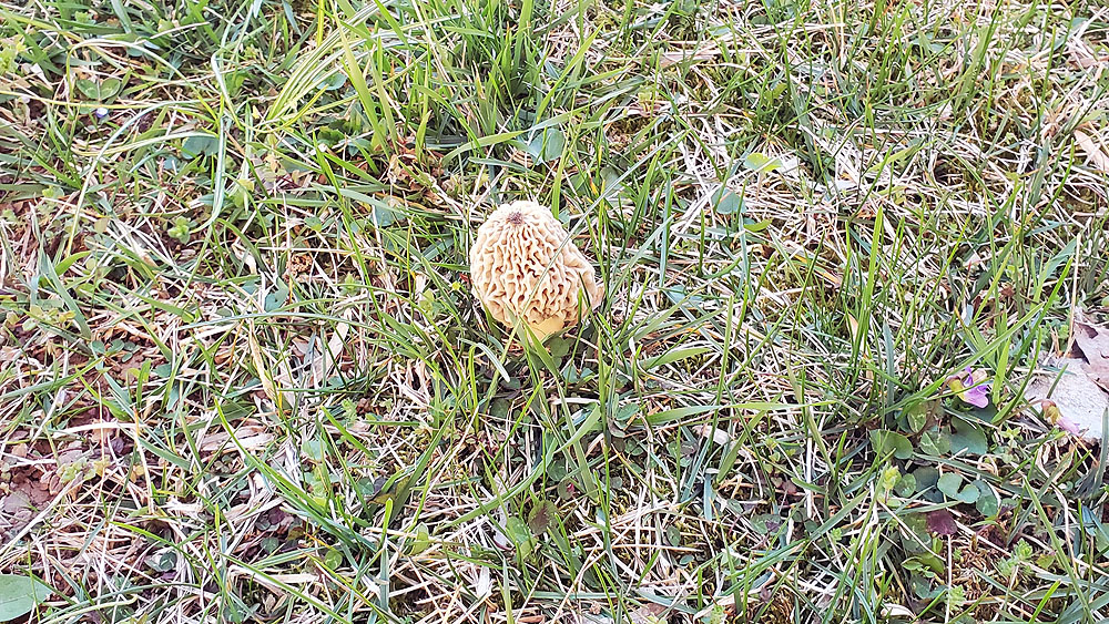 I finally found a morel - in our orchard no less!
