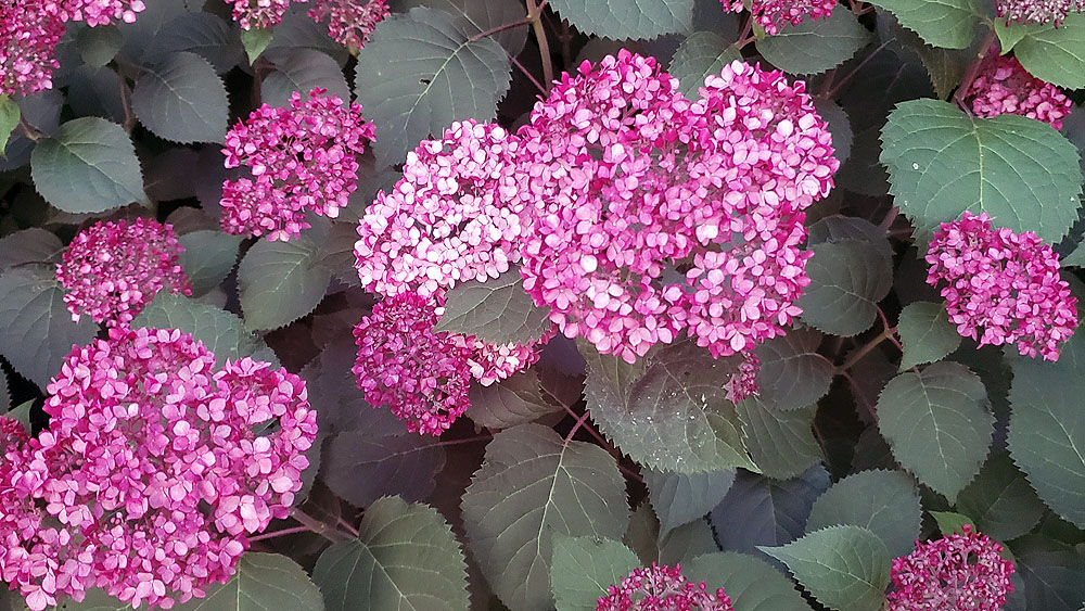 at least the hydrangeas are looking good