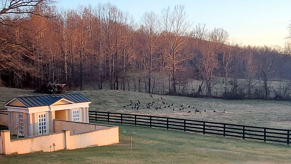 the turkeys visit New Year's Eve