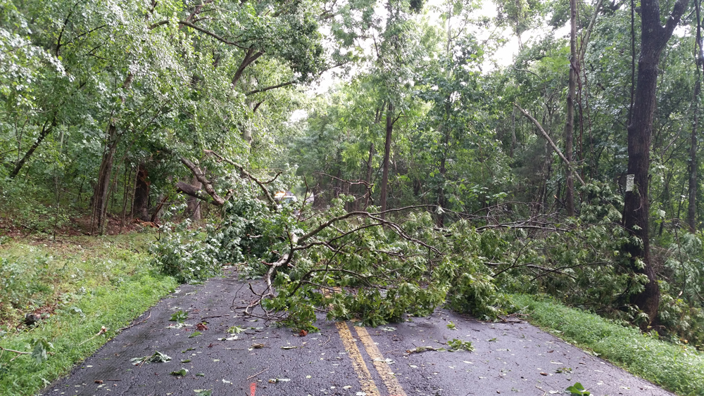 Road blocked by fallen tree