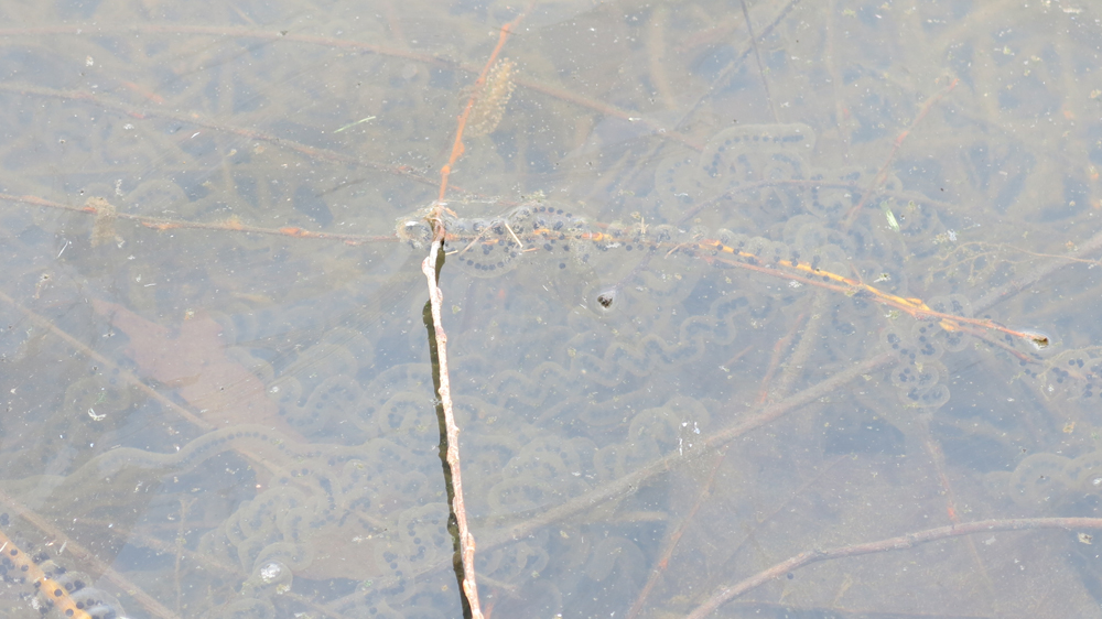 Frog eggs in the pond