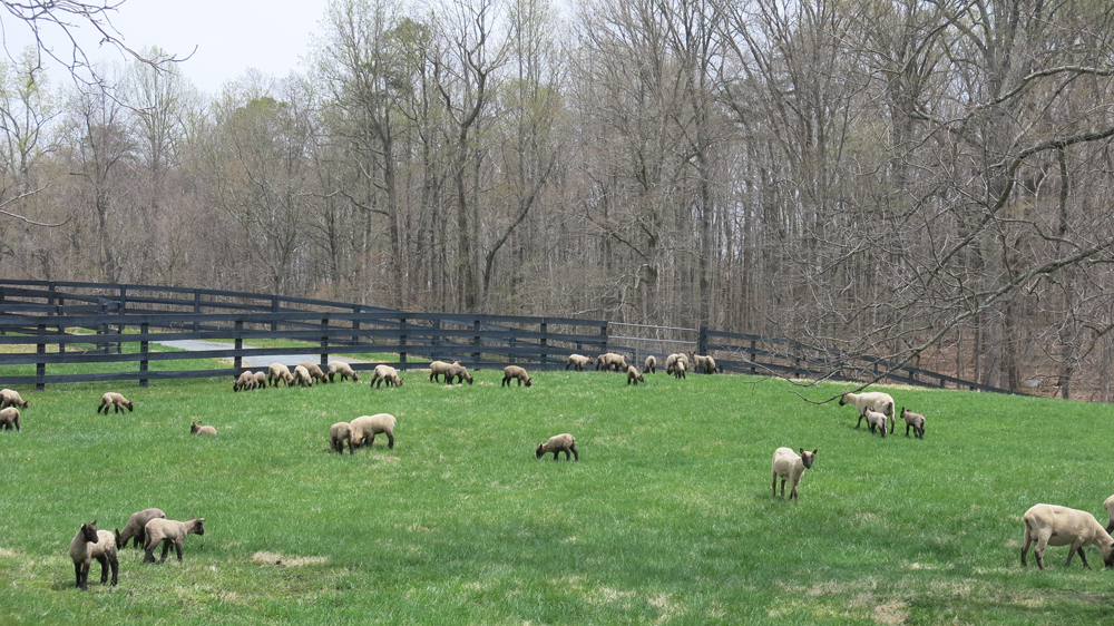 Lambs tasting their first pasture